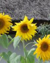 Sonnenblumen